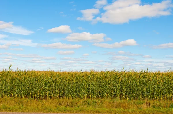 Wisconsin kukuřičné — Stock fotografie