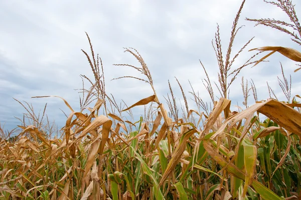 Cultivos altos — Foto de Stock