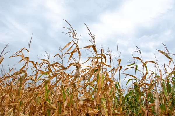 Tall Crops — Stock Photo, Image