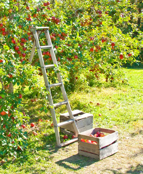 Recogida de manzana — Foto de Stock