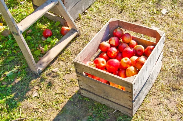 Crate of Apples — Stock Photo, Image