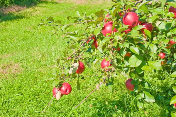 Apple Tree — Stock Photo, Image