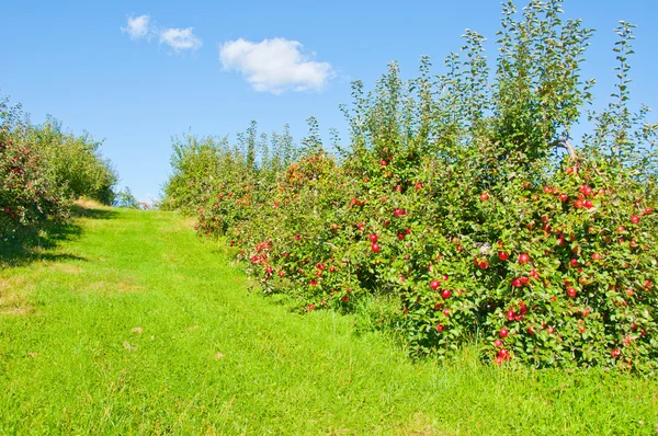 Huerto de manzana — Foto de Stock
