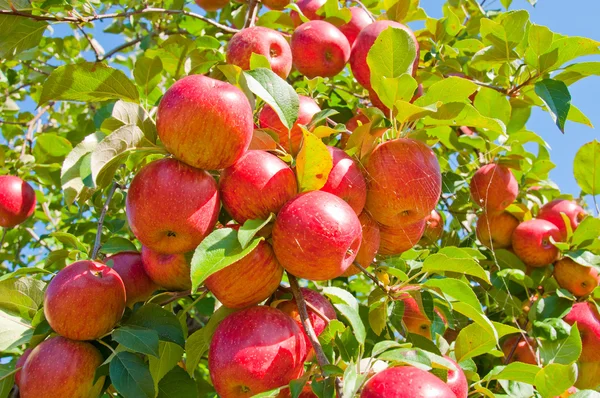 Jabłoń — Zdjęcie stockowe