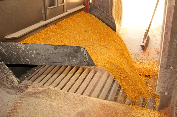 Un montón de maíz — Foto de Stock