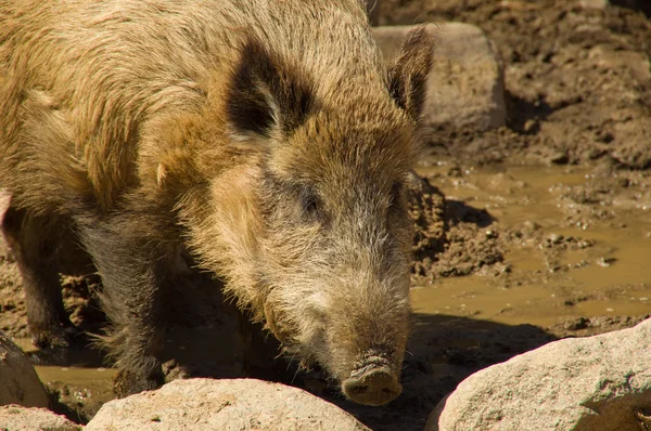 stock image Wild Boar