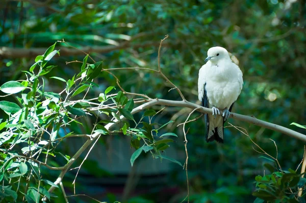 stock image White Bird