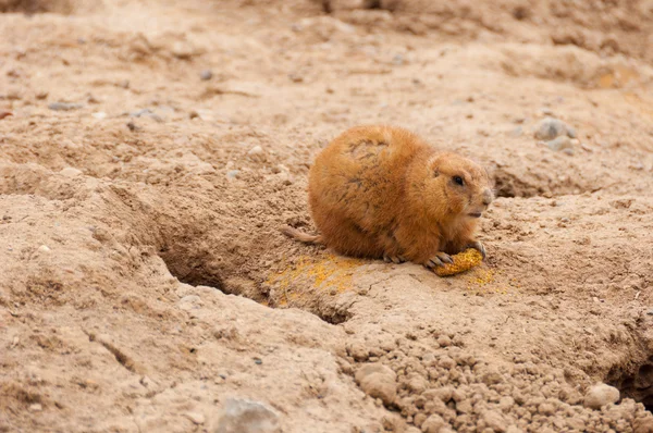 stock image Prairie Dog