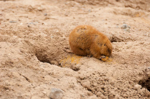 Prairiehond — Stockfoto