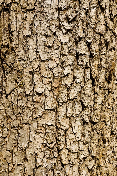 stock image Wooden Bark