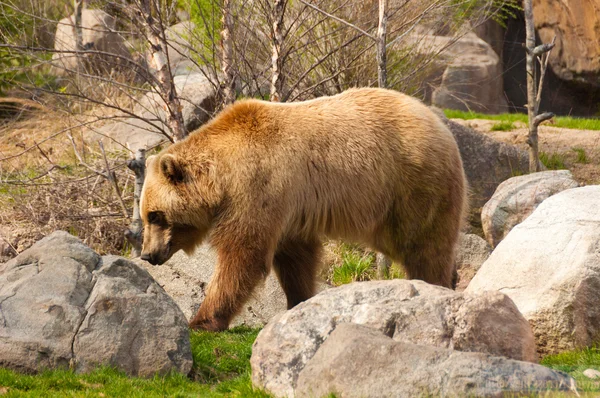 stock image Brown Bear