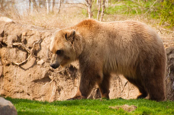 stock image Brown Bear