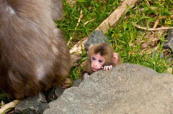 Mono bebé — Foto de Stock