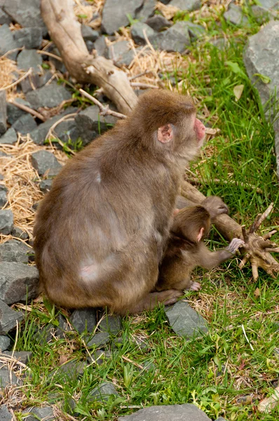 Macaco-mãe — Fotografia de Stock