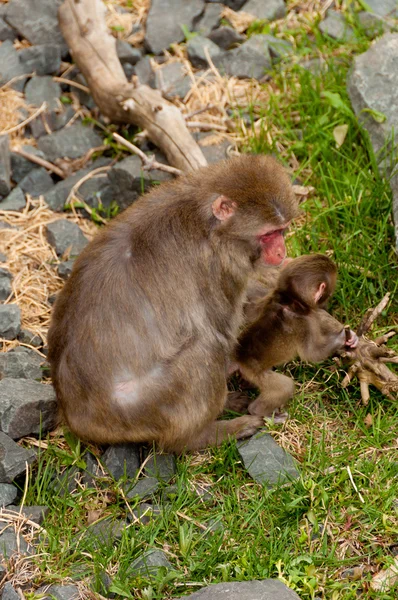 Mother Monkey — Stock Photo, Image