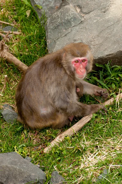 Macaco-mãe — Fotografia de Stock