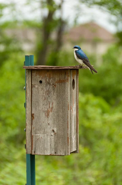 Bird on a Bird house — Stock Photo, Image