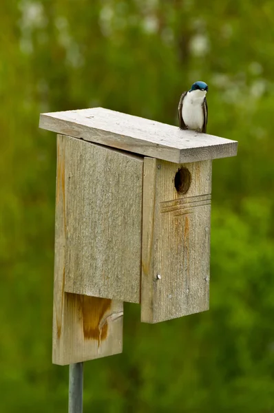 Pájaro en una casa de aves —  Fotos de Stock