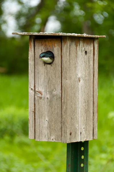 Vogel in een vogel huis — Stockfoto