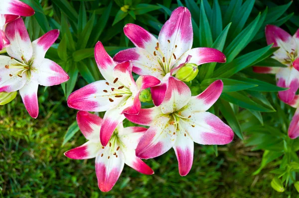 Pink Tiger Lilly — Stock Photo, Image