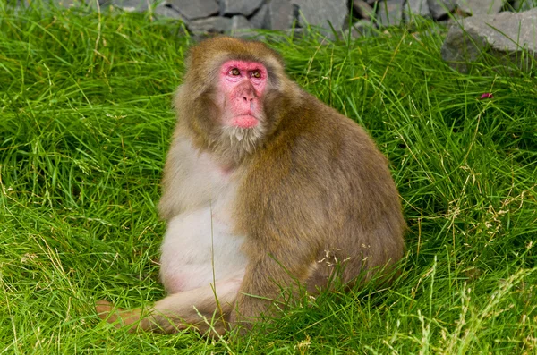 Fat Monkey — Stock Photo, Image