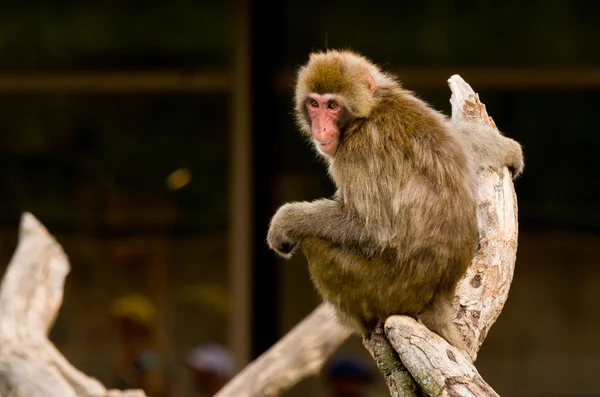 Mono en una rama — Foto de Stock
