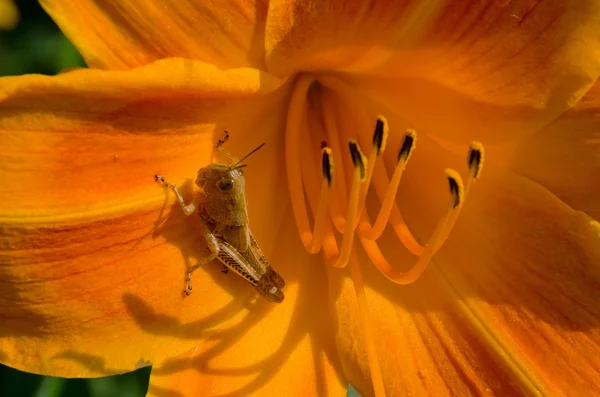 stock image Grasshopper