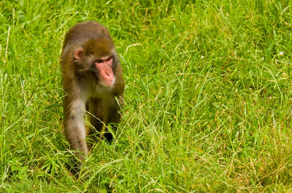 Macaco na grama — Fotografia de Stock