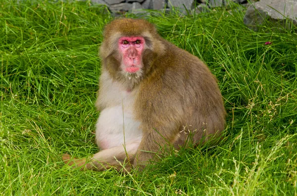 Fat Monkey — Stock Photo, Image