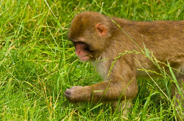 Macaco comendo grama — Fotografia de Stock