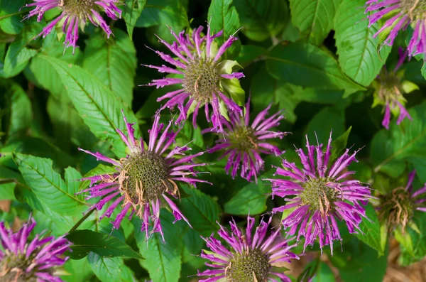 stock image Purple Flowers