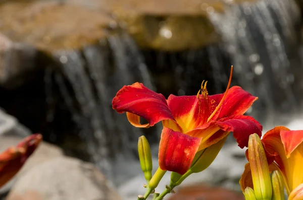 Blommor och ett vattenfall — Stockfoto