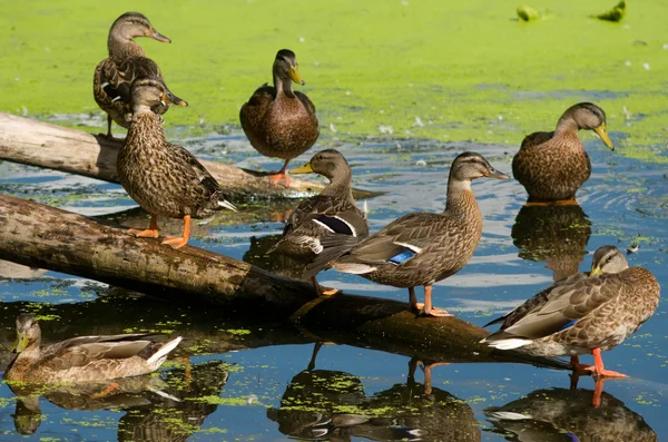 Multiple Ducks — Stock Photo, Image