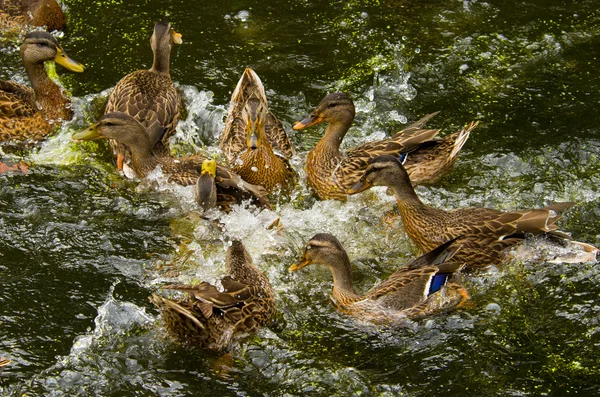 Duck Fight — Stock Photo, Image