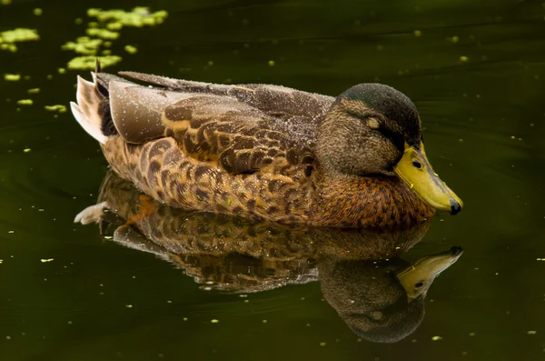 Regnar anka — Stockfoto