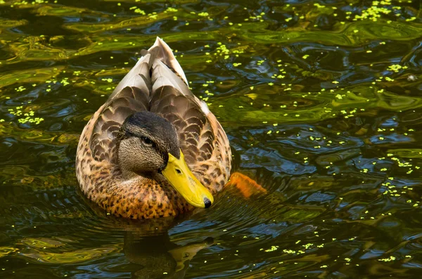 Kadın tahta ördek — Stok fotoğraf