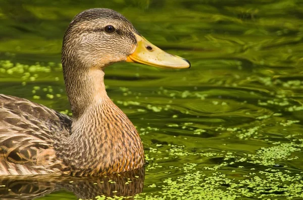 Vrouwelijke hout duck — Stockfoto