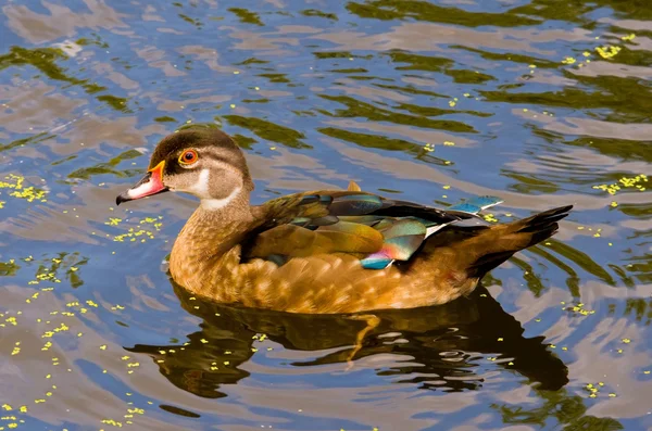 Olgunlaşmamış erkek tahta ördek — Stok fotoğraf