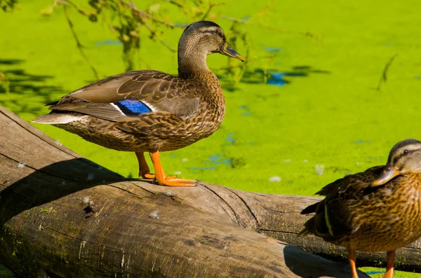Kahverengi ördek — Stok fotoğraf