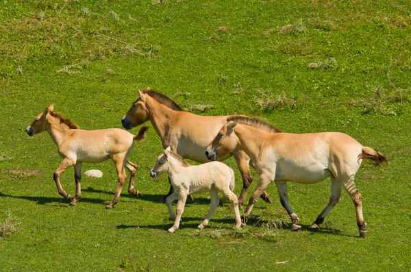 Konie biegowe — Zdjęcie stockowe