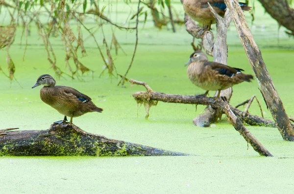 Ahşap ördekler — Stok fotoğraf