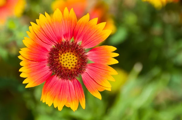 stock image Red and Orange Flower