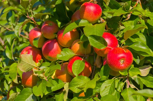 Appels in een boom — Stockfoto