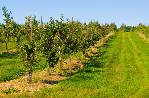 Apple Orchard