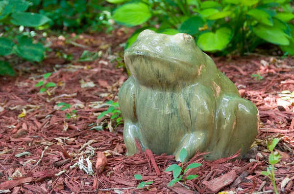 stock image Garden Frog