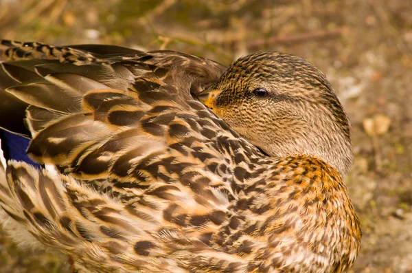 Uykulu kahverengi ördek — Stok fotoğraf