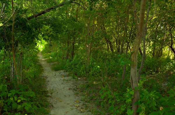 Прогулка в лесу — стоковое фото