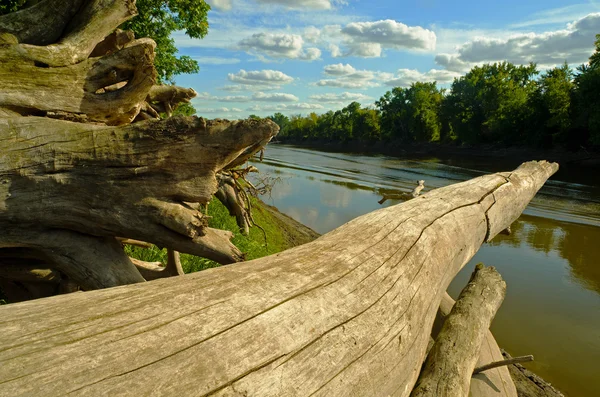 川に架かる木 — ストック写真