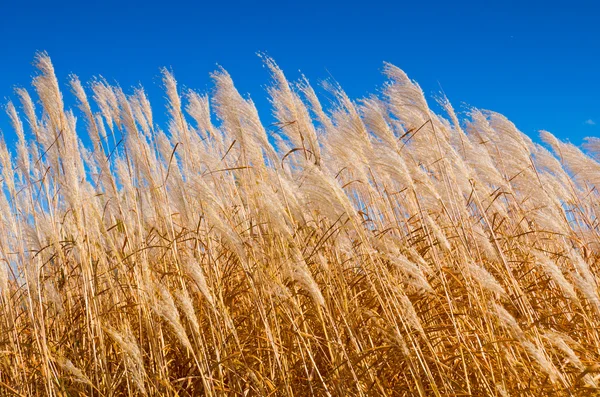 Grãos de trigo — Fotografia de Stock