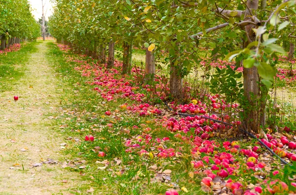 stock image Apple Trees